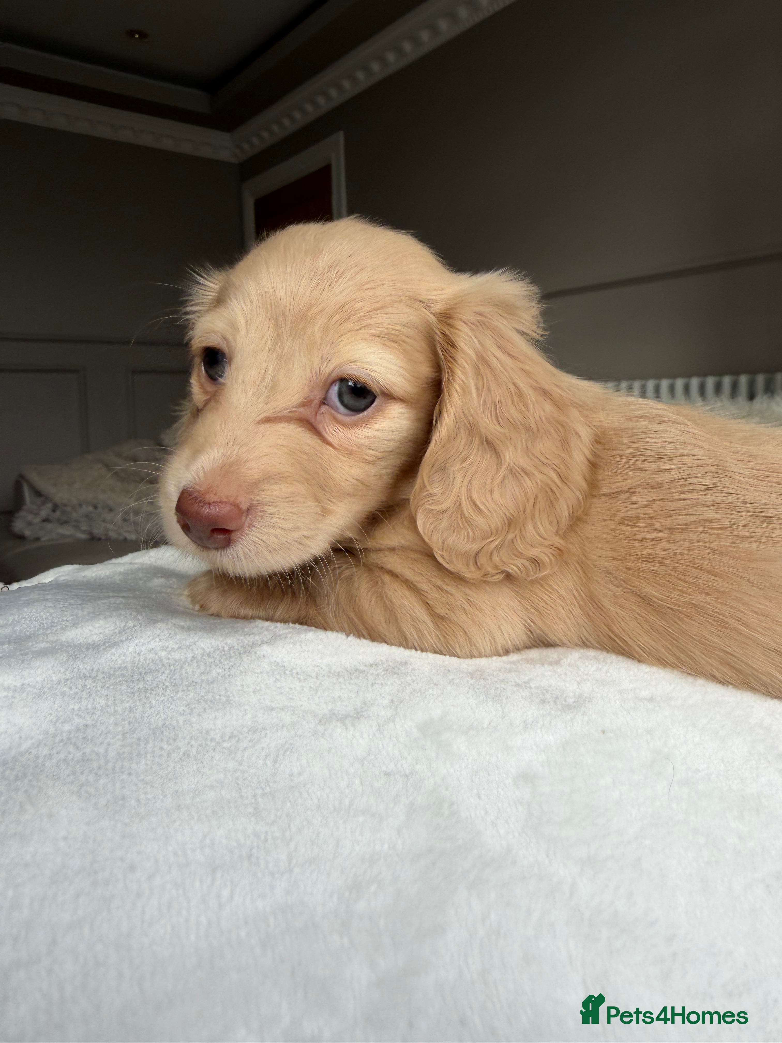 Miniature Dachshund dogs Clear cream miniature dachshunds  - Advert 3