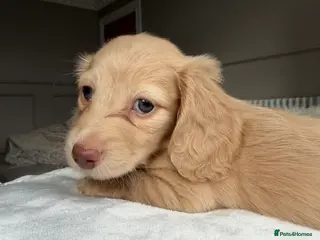 Miniature Dachshund dogs Clear cream miniature dachshunds - Advert 3