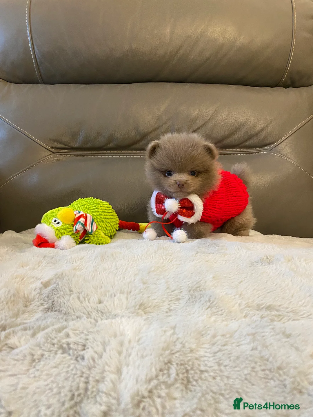 Pomeranian dogs for stud: 🏆 LOTS of champion lines, tiny teddy bear 🧸 in Leeds - Advert 15