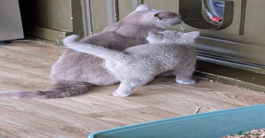 British Shorthair cats GCCF Pedigree BSH, ready to go on 12/12/2025  - Advert 8