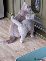 British Shorthair cats GCCF Pedigree BSH, ready to go on 12/12/2025 - Advert 8