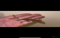 Gecko reptiles for sale: Baby crested geckos available  - Image 2
