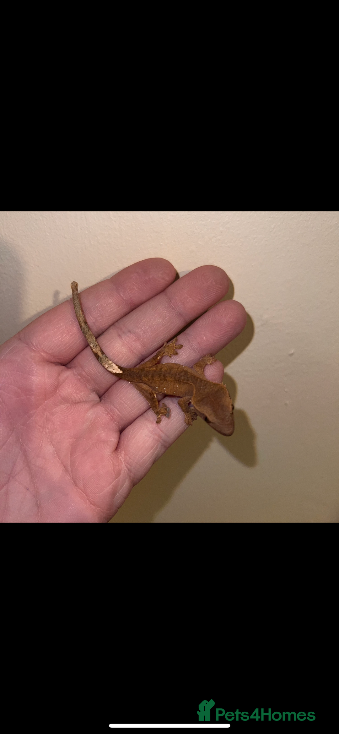 Gecko reptiles for sale: Baby crested geckos available  - Image 2