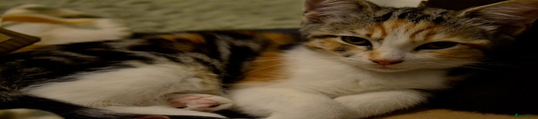 Mixed Breed Kitten 4