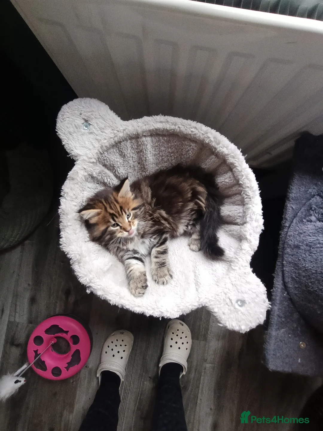 Maine Coon cats for sale: Maine coon kittens  - Advert 8