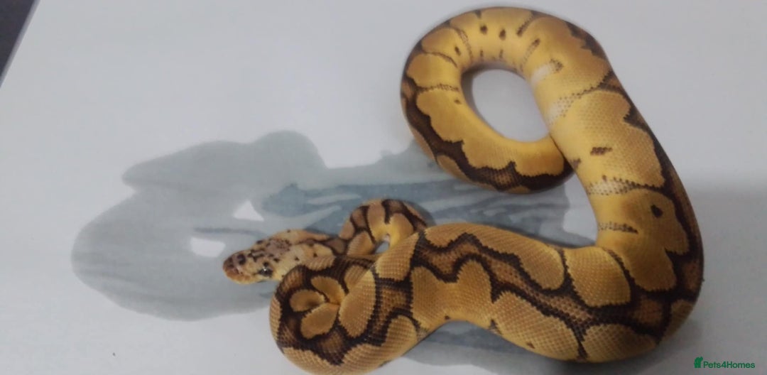 Python Snake reptiles for sale: Ball pythons for sale  - Advert 5