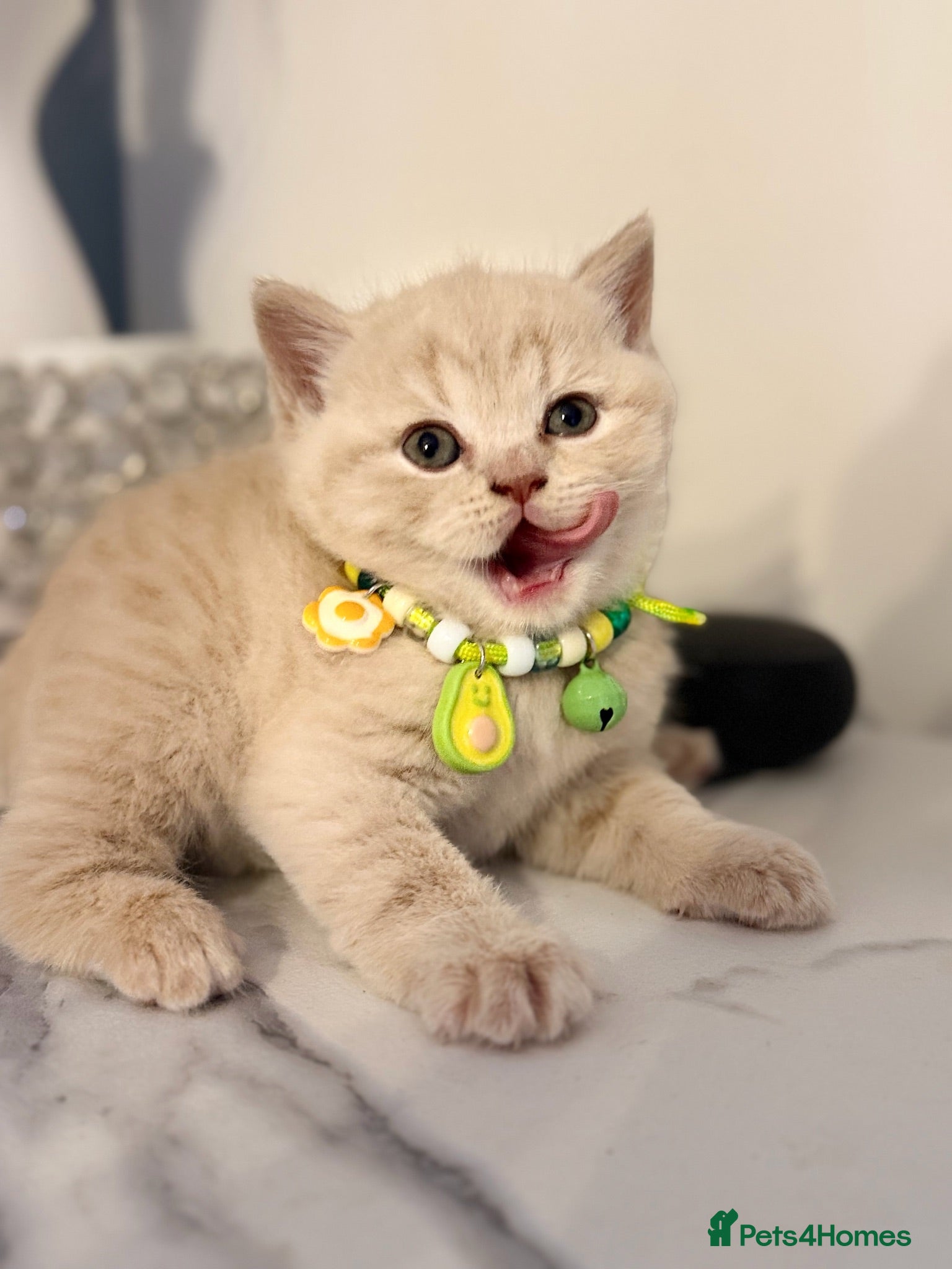 Scottish Fold cats Uniquely coloured Scottish fold kittens 🐾 - Advert 16