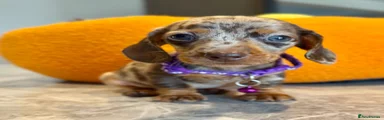 Miniature Dachshund 2