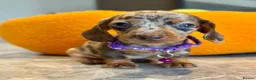 Miniature Dachshund dogs for sale: 🐾✨ GORGEOUS MINIATURE KC DACHSHUND PUPPIES ✨🐾 - Advert 12