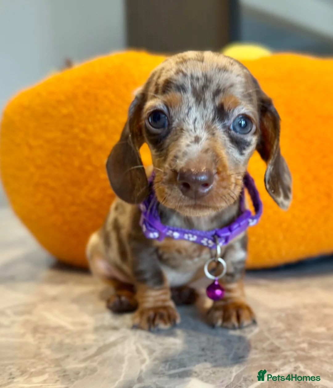 Miniature Dachshund dogs for sale: 🐾✨ GORGEOUS MINIATURE KC DACHSHUND PUPPIES ✨🐾 - Advert 12