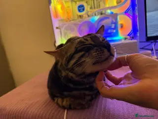 Bengal cats 2.5 year old charcoal Bengal Boy - Advert 14