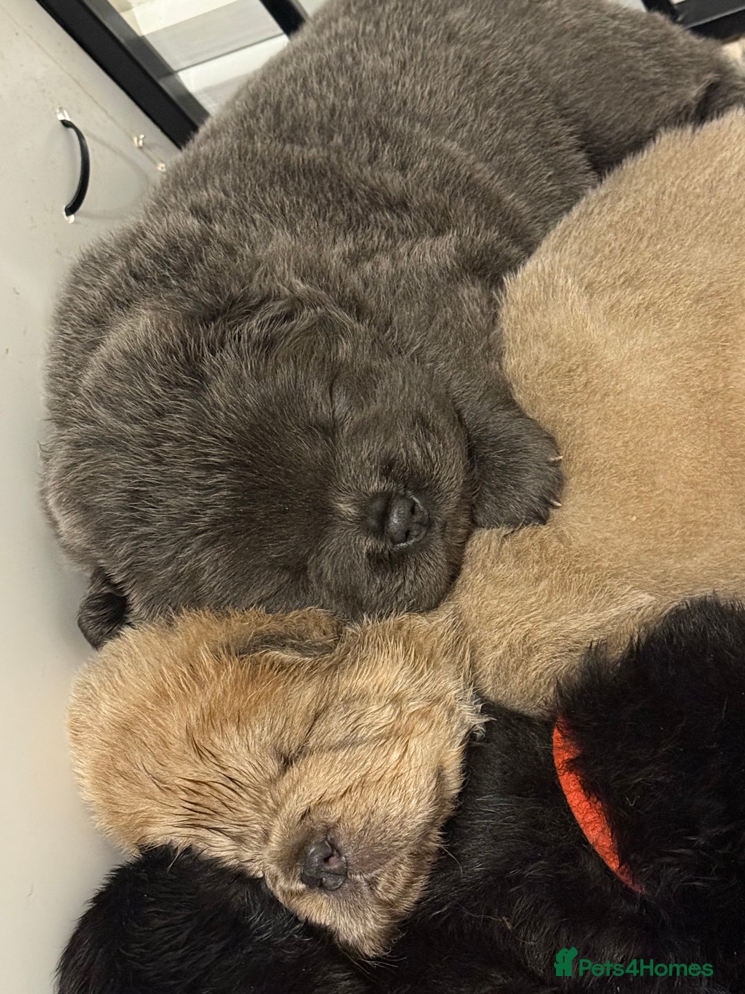 Chow Chow dogs for sale: KC reg chow chows ready to leave 24 dec! REDUCED - Advert 5