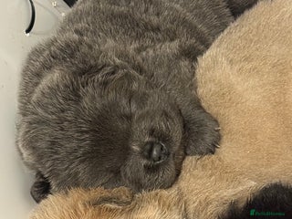 Chow Chow dogs REDUCED Ready to leave xm ** Eve 🐻 KC REGISTERED - Advert 4