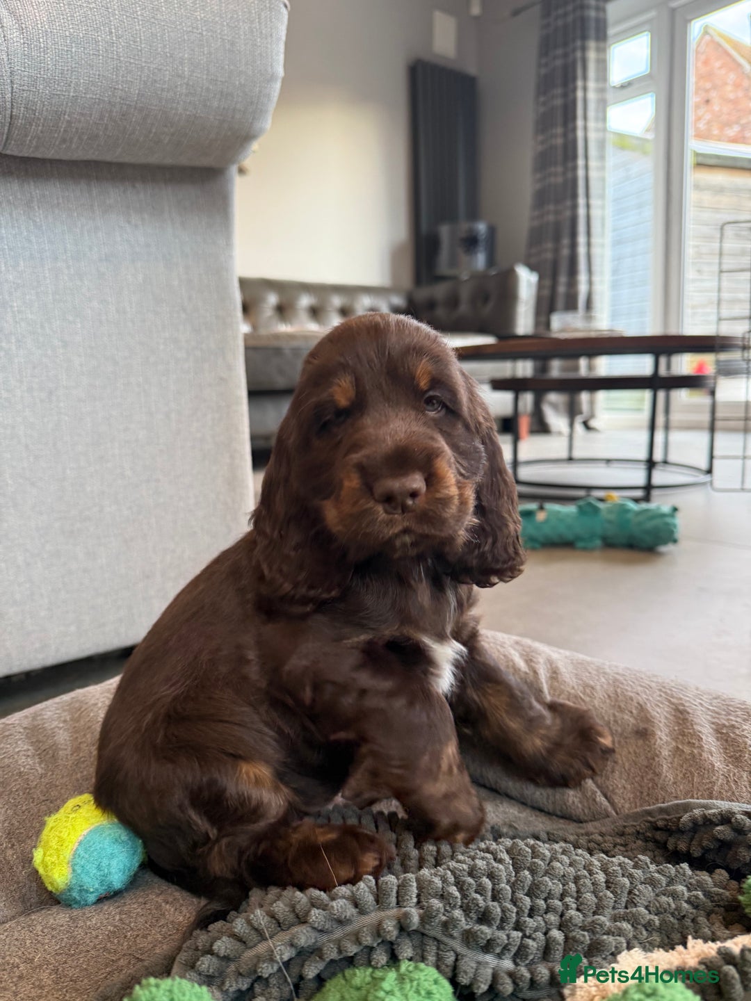 Cocker Spaniel dogs for sale: KC Reg Show Type Cocker Spaniel Puppies - Advert 8