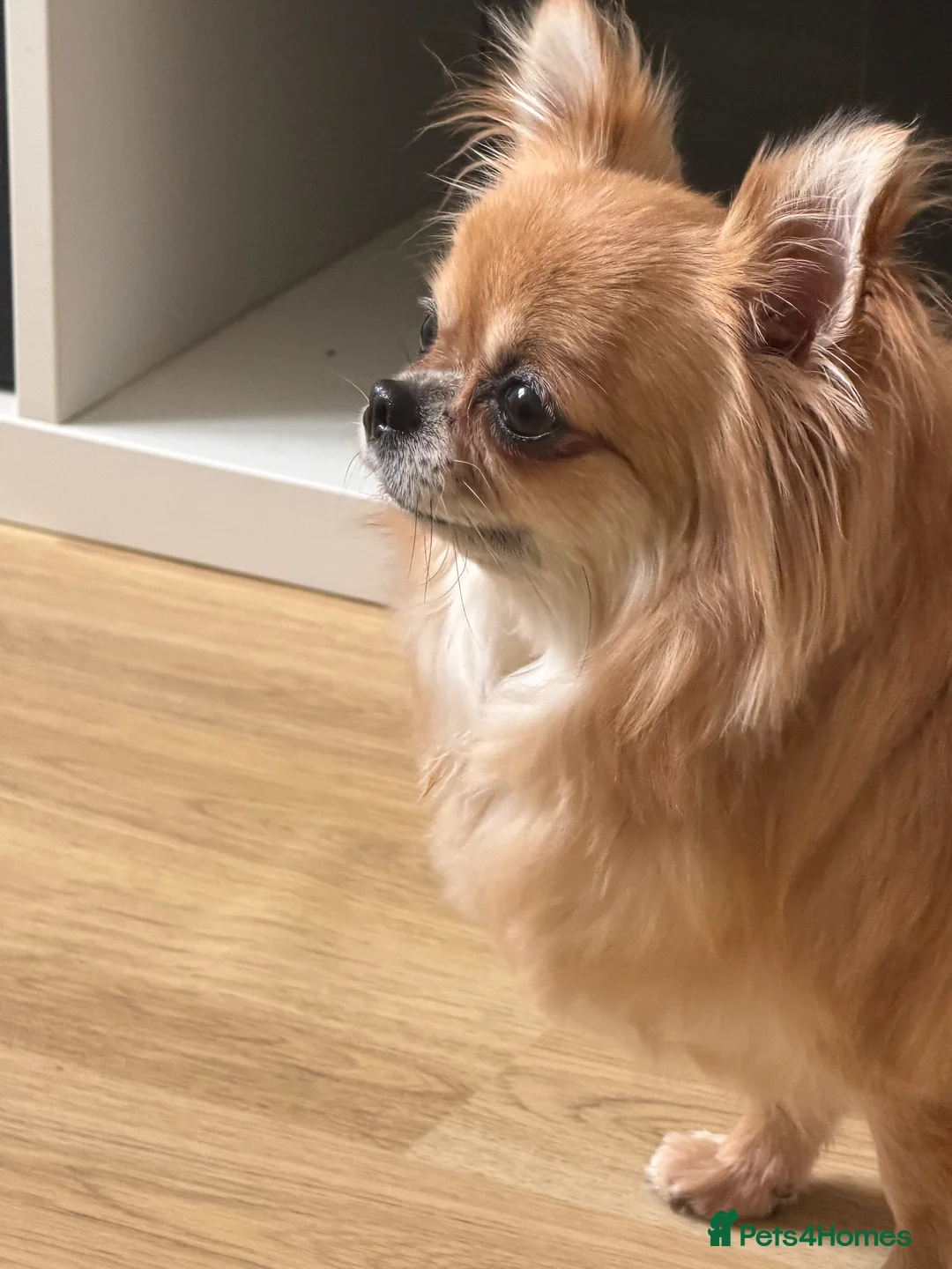 Chihuahua dogs for sale: Apple head chihuahua  - Advert 1