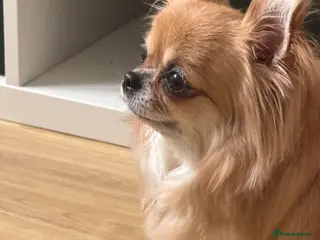 Chihuahua dogs Apple head chihuahua - Advert 1