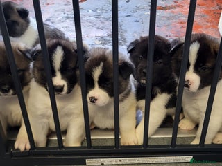 Akita dogs - Advert 12