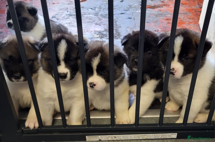 Akita dogs - Advert 9