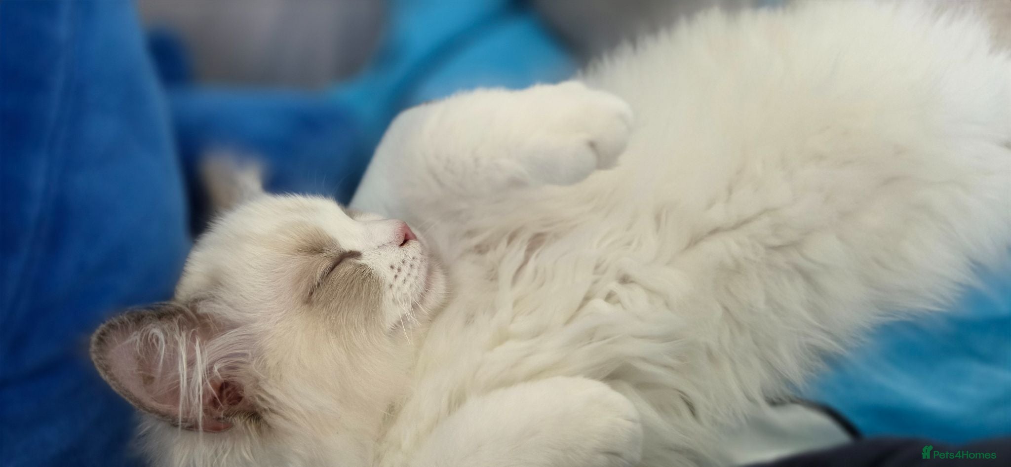 Ragdoll cats 🏆🐱GCCF Blue Point Bicolour Ragdoll - Advert 3