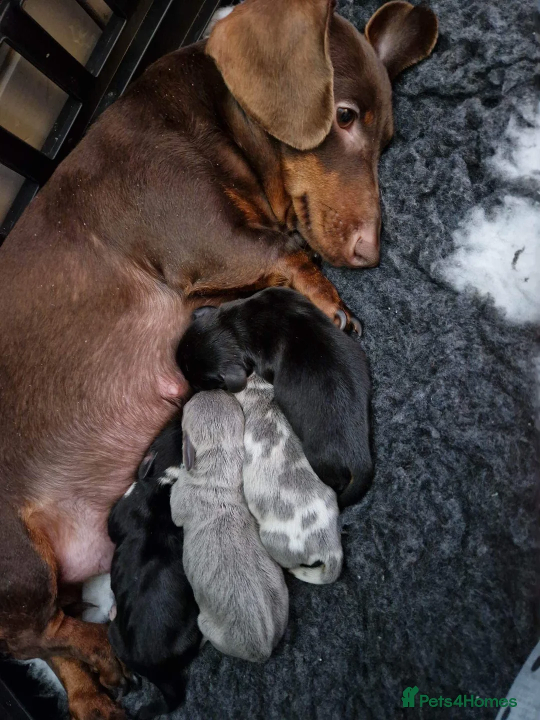 Dachshund dogs for stud: Miniature Daschund for Stud in York - Advert 6
