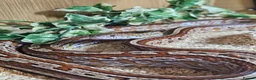 Bearded Dragon reptiles for sale: Bearded dragon and corn snake withbset ups - Advert 7