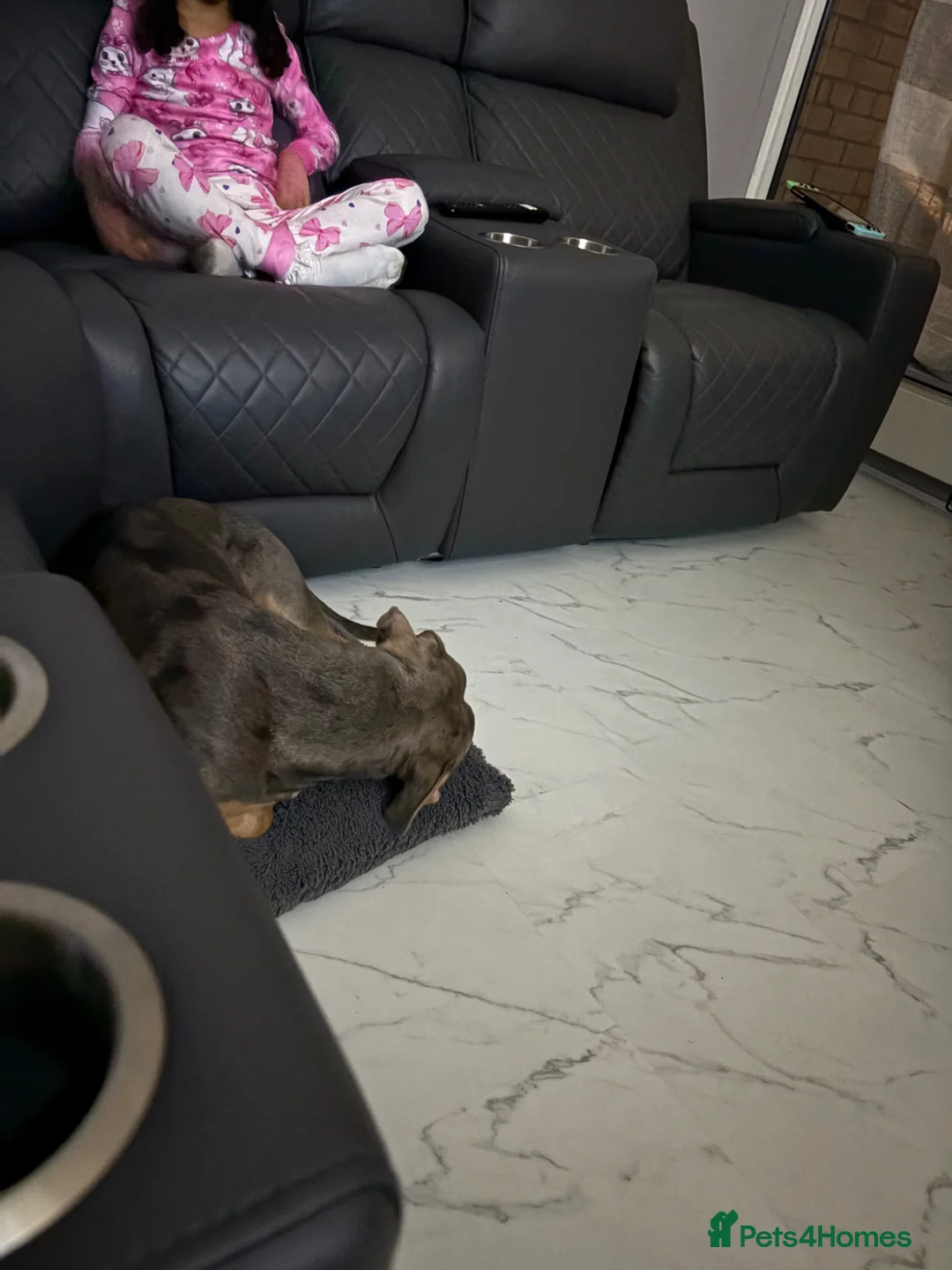 Mixed Breed dogs for sale: My 1 year old silva in London - Advert 2