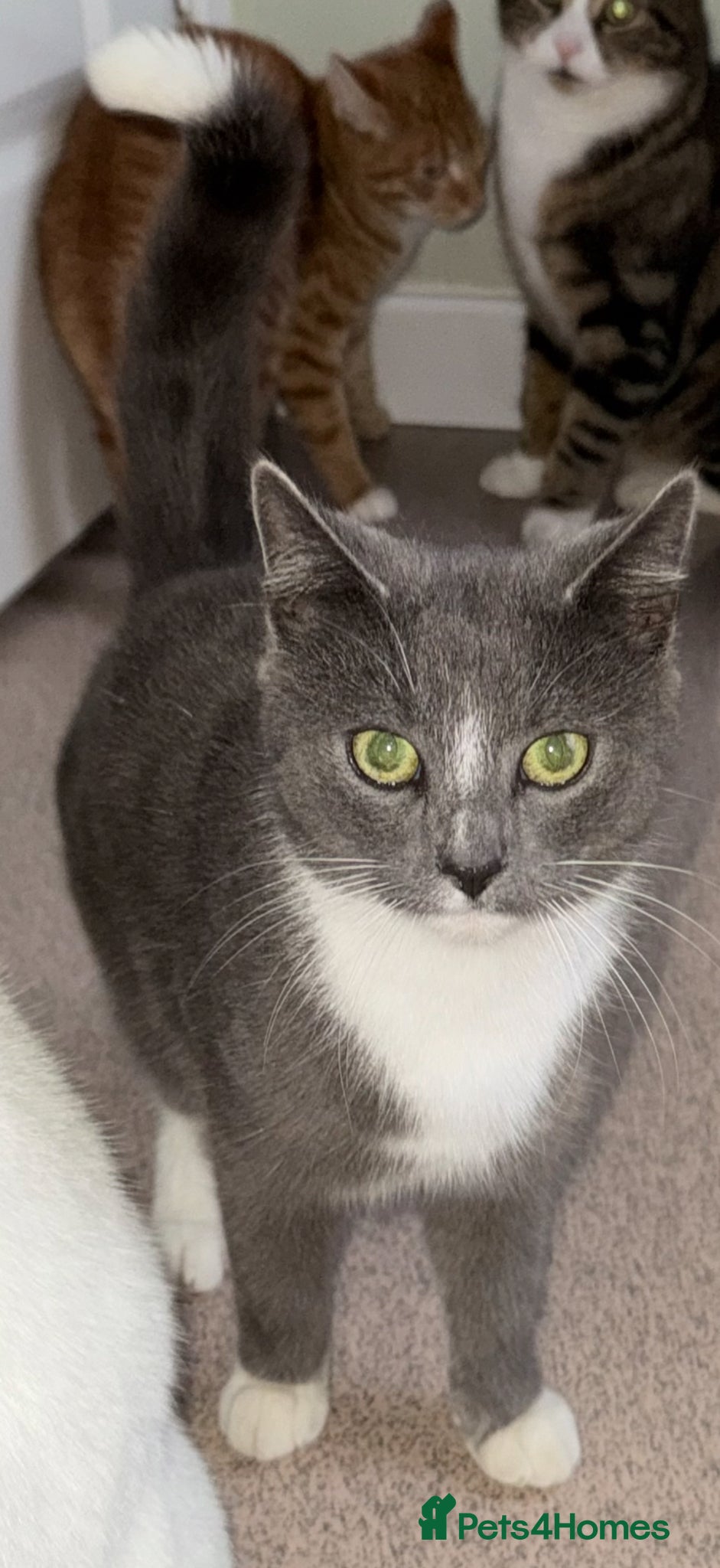 Mixed Breed cats 3 female cats, 13 months old - Advert 14