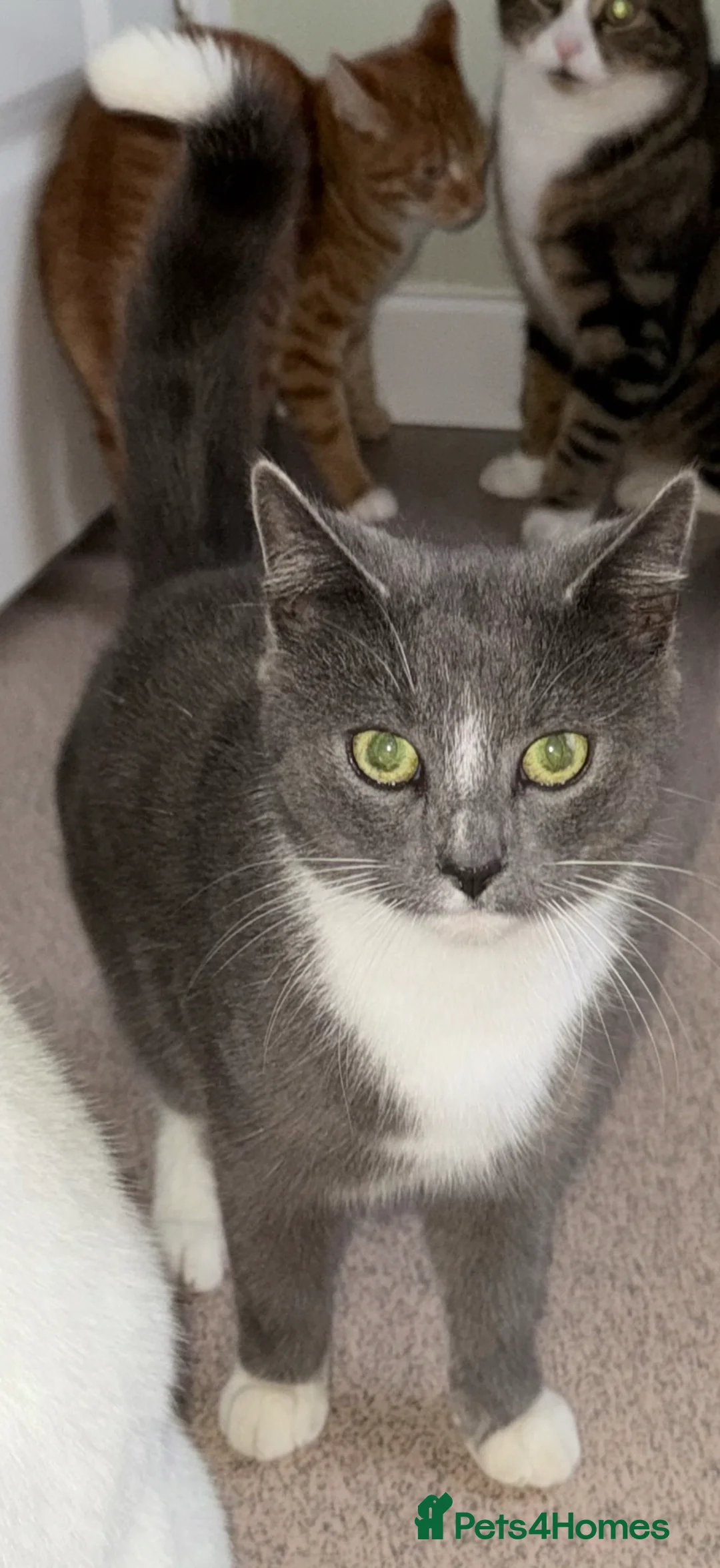 Mixed Breed cats for sale: 3 female cats, 13 months old in Mablethorpe - Advert 2