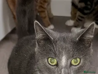 Mixed Breed cats 3 female cats, 13 months old - Advert 14