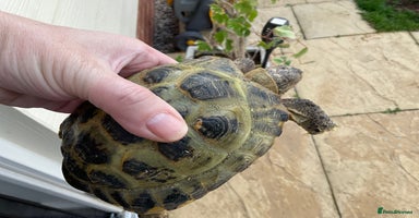 Tortoise reptiles - Advert 16