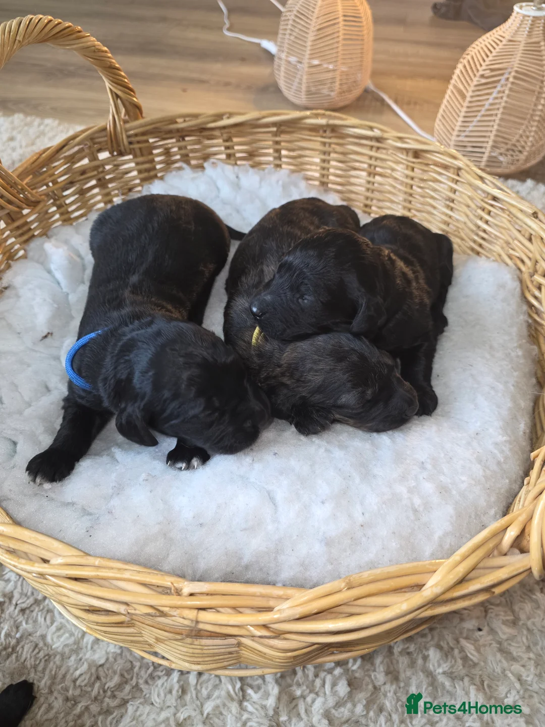 Goldendoodle dogs for sale: Outstanding F1 Goldendoodle Puppies - Advert 13