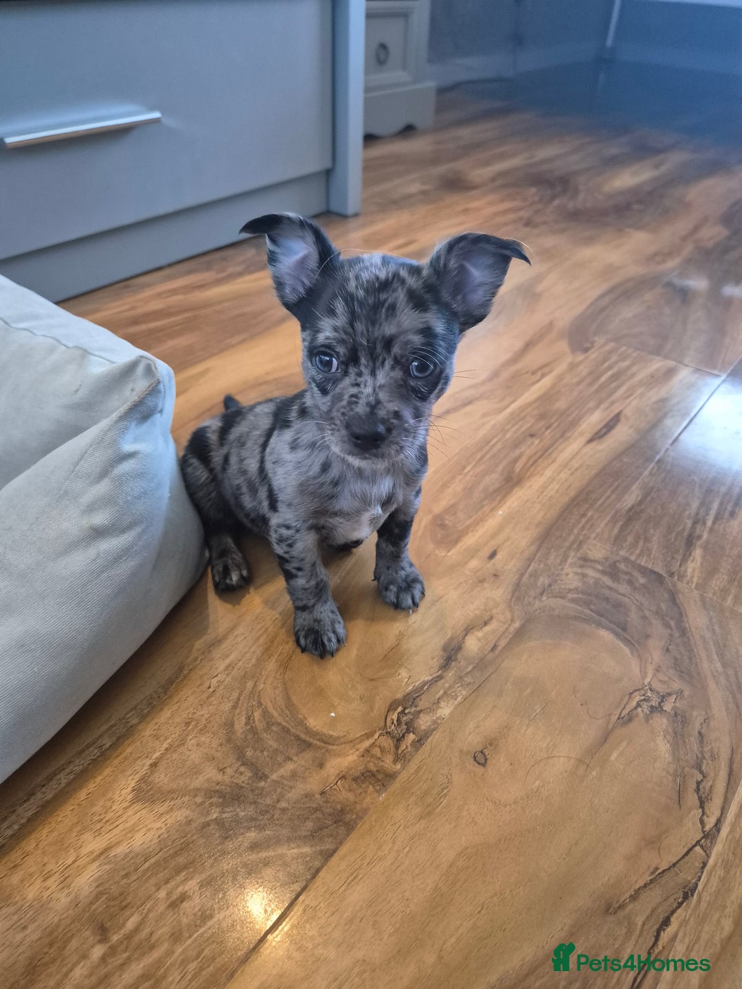 Chihuahua dogs for sale: 3 beautiful tiny pure breed chihuahua  - Advert 6