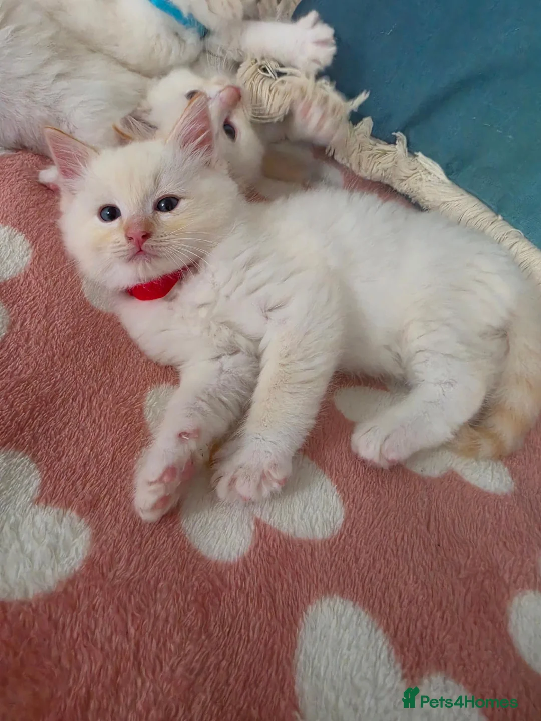 Ragdoll cats for sale: GCCF registered Ragdoll kittens  - Advert 40