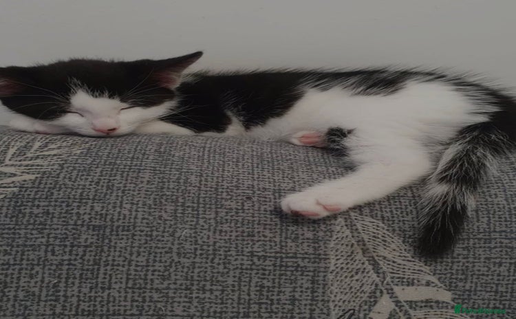 Mixed Breed cats - Advert 3