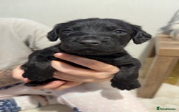 Mixed Breed dogs for sale: chunky litter of French bulldog cross cockapoo - Advert 8