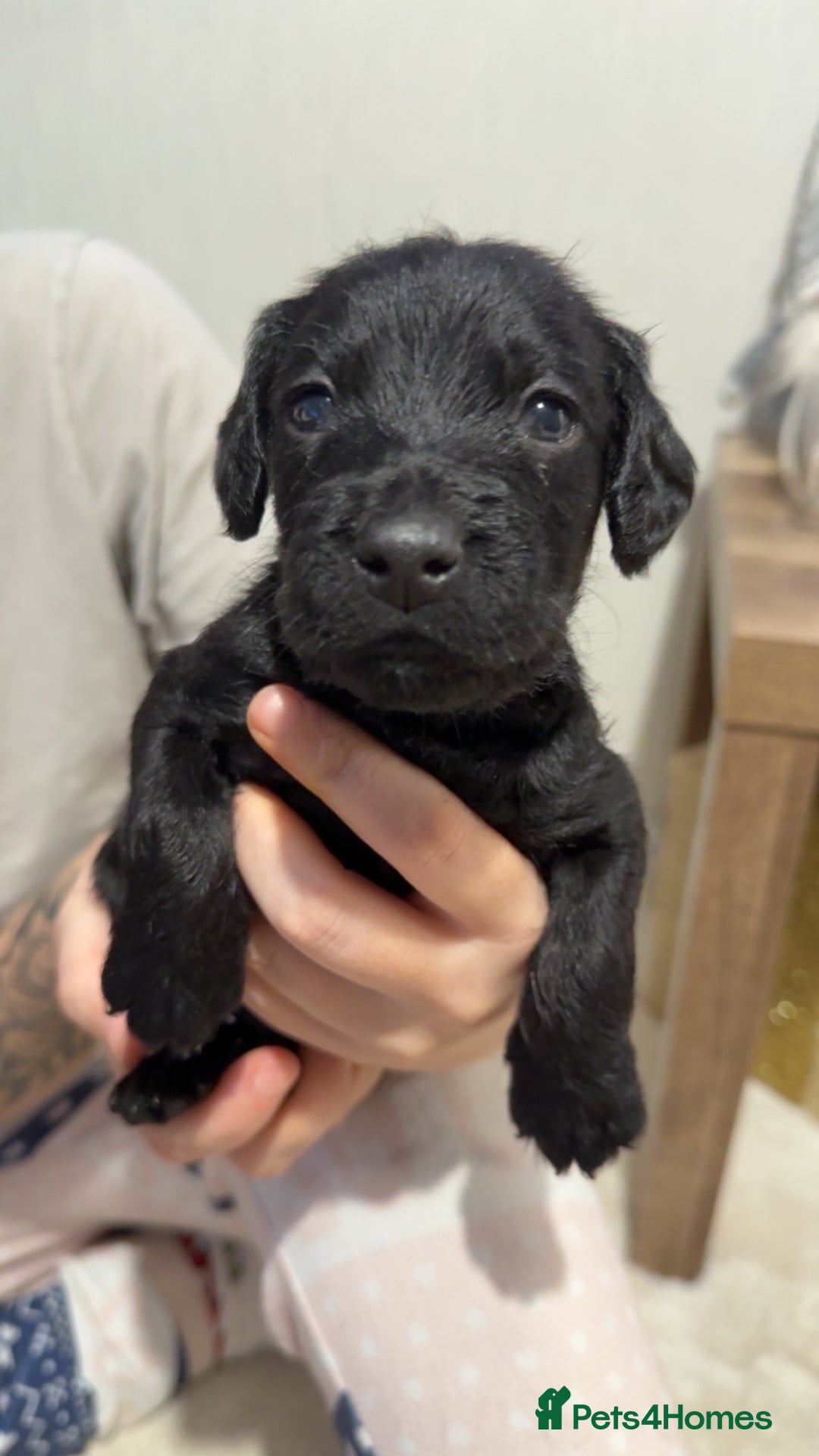 Mixed Breed dogs for sale: chunky litter of French bulldog cross cockapoo - Advert 8