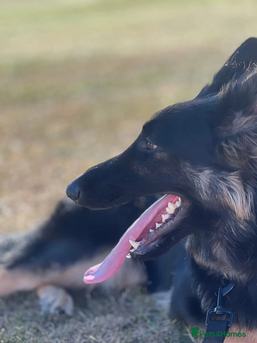 German Shepherd dogs for sale: Bonnie in Huddersfield - Advert 2