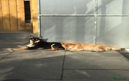 Japanese Shiba Inu dogs for sale: Retiring from Breeding - Loving Home Wanted - Image 5