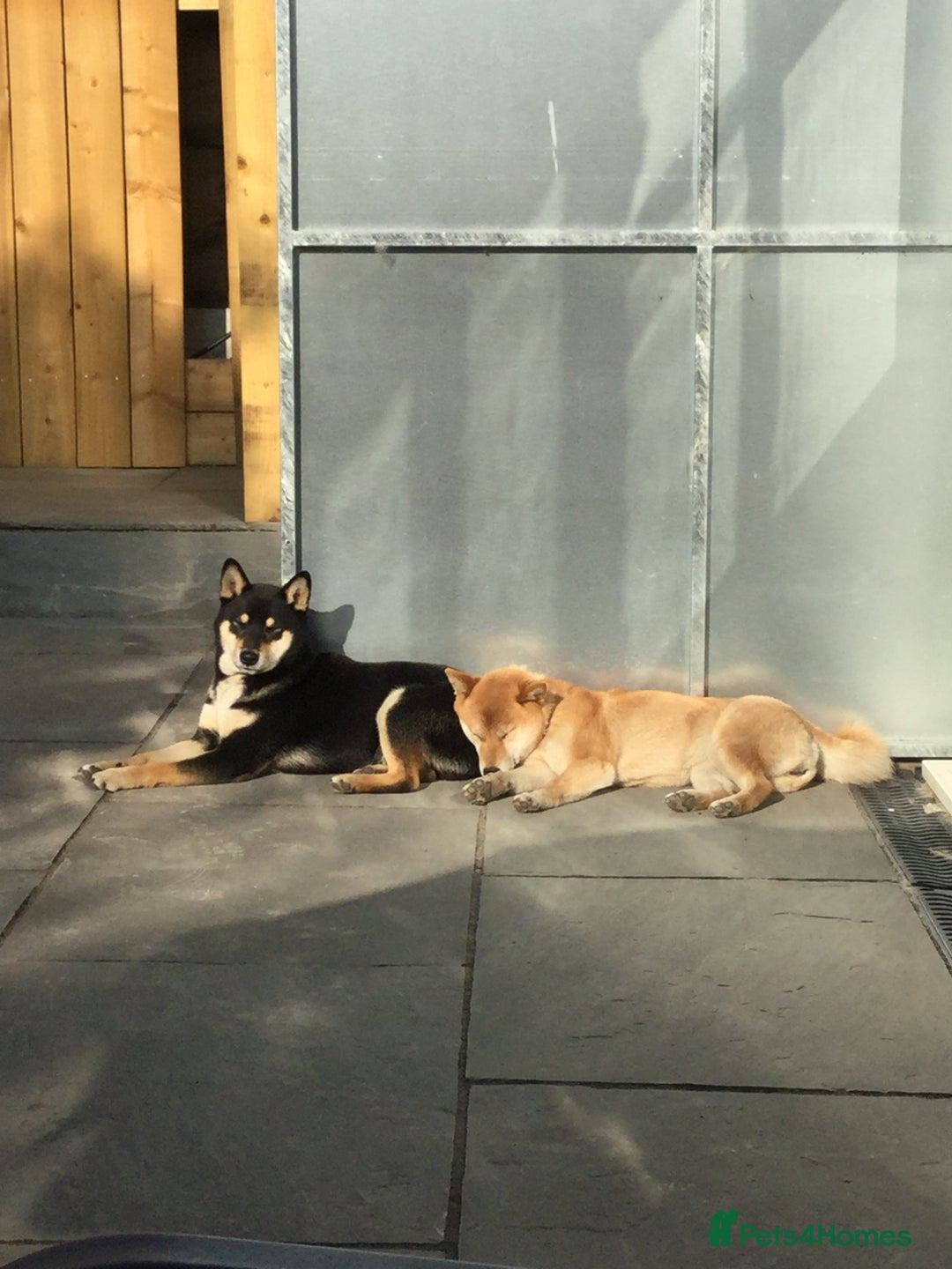 Japanese Shiba Inu dogs for sale: Retiring from Breeding - Loving Home Wanted - Image 5