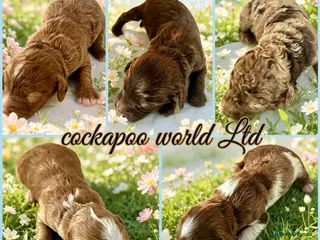 Cockapoo dogs ❤️ DNA CLEAR, Rare Merle Cockapoo - Advert 16