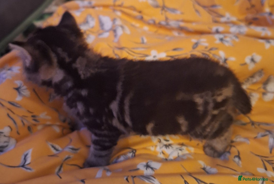 Mixed Breed cats for sale: Mixed Half Bengal kittens  - Advert 7