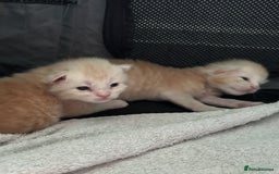 Maine Coon cats for sale: 3 beautiful Maine coon kittens  - Image 14
