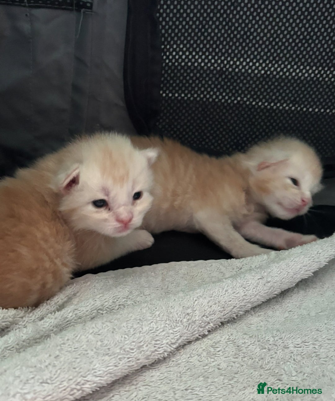 Maine Coon cats for sale: 3 beautiful Maine coon kittens  - Image 14