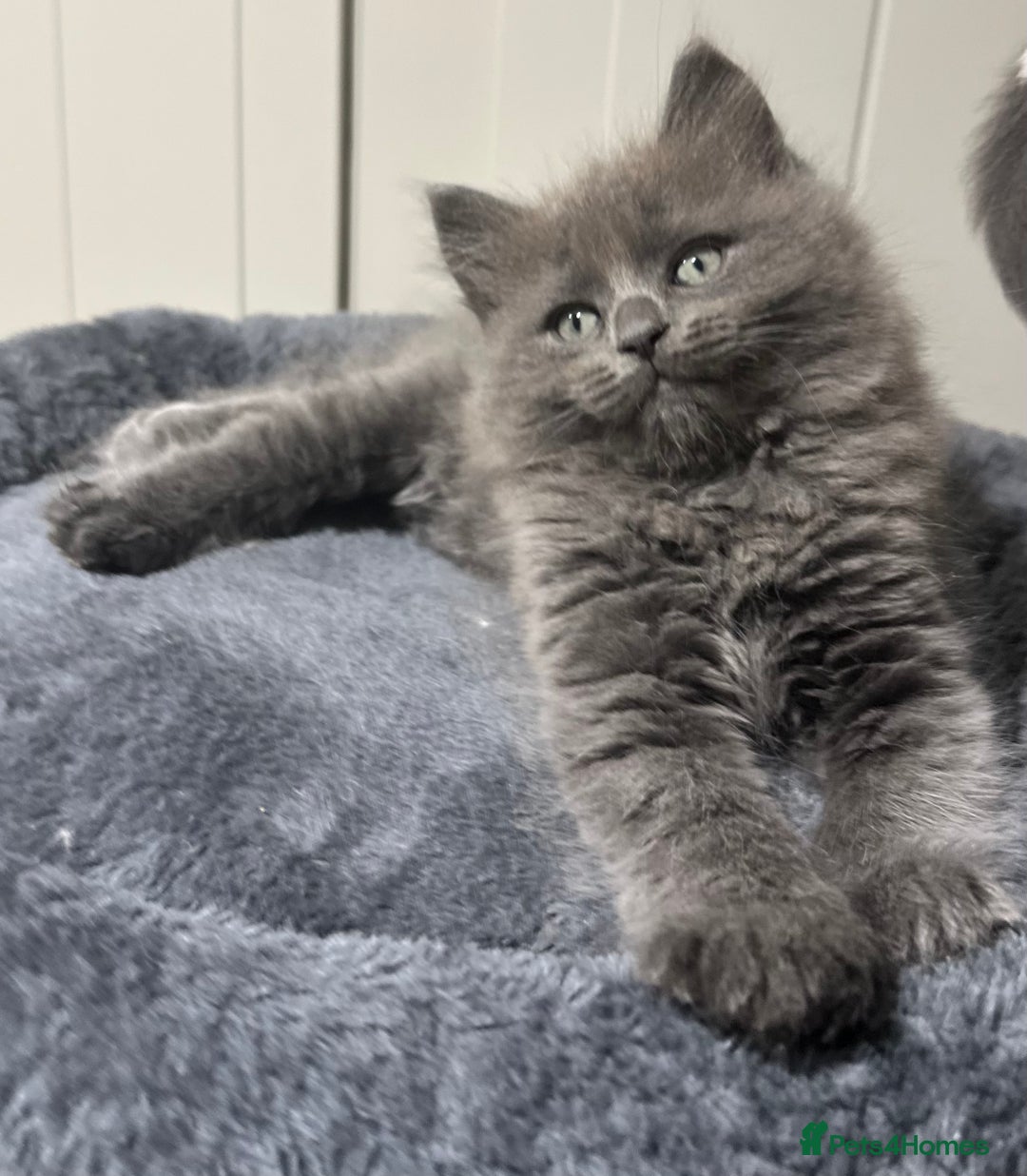 Norwegian Forest Cat cats for sale: 7 Exceptionally beautiful Norwegian Forest kittens - Advert 37