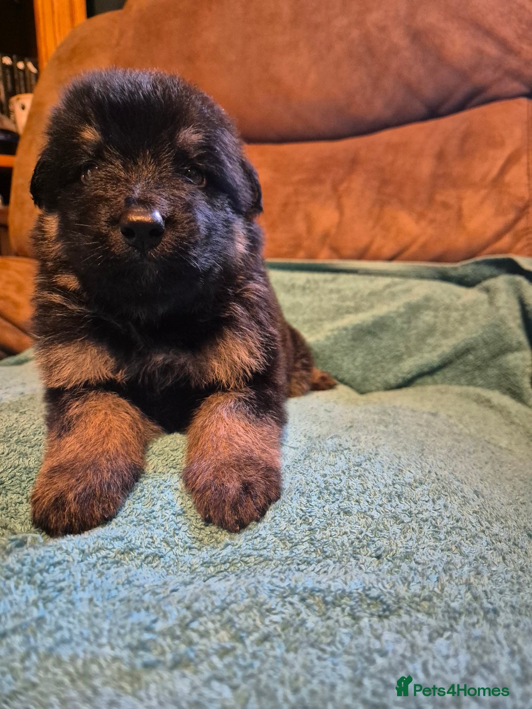 German Shepherd dogs for sale: KC German Shepherd Puppies Blue, White & Black/Tan - Image 34
