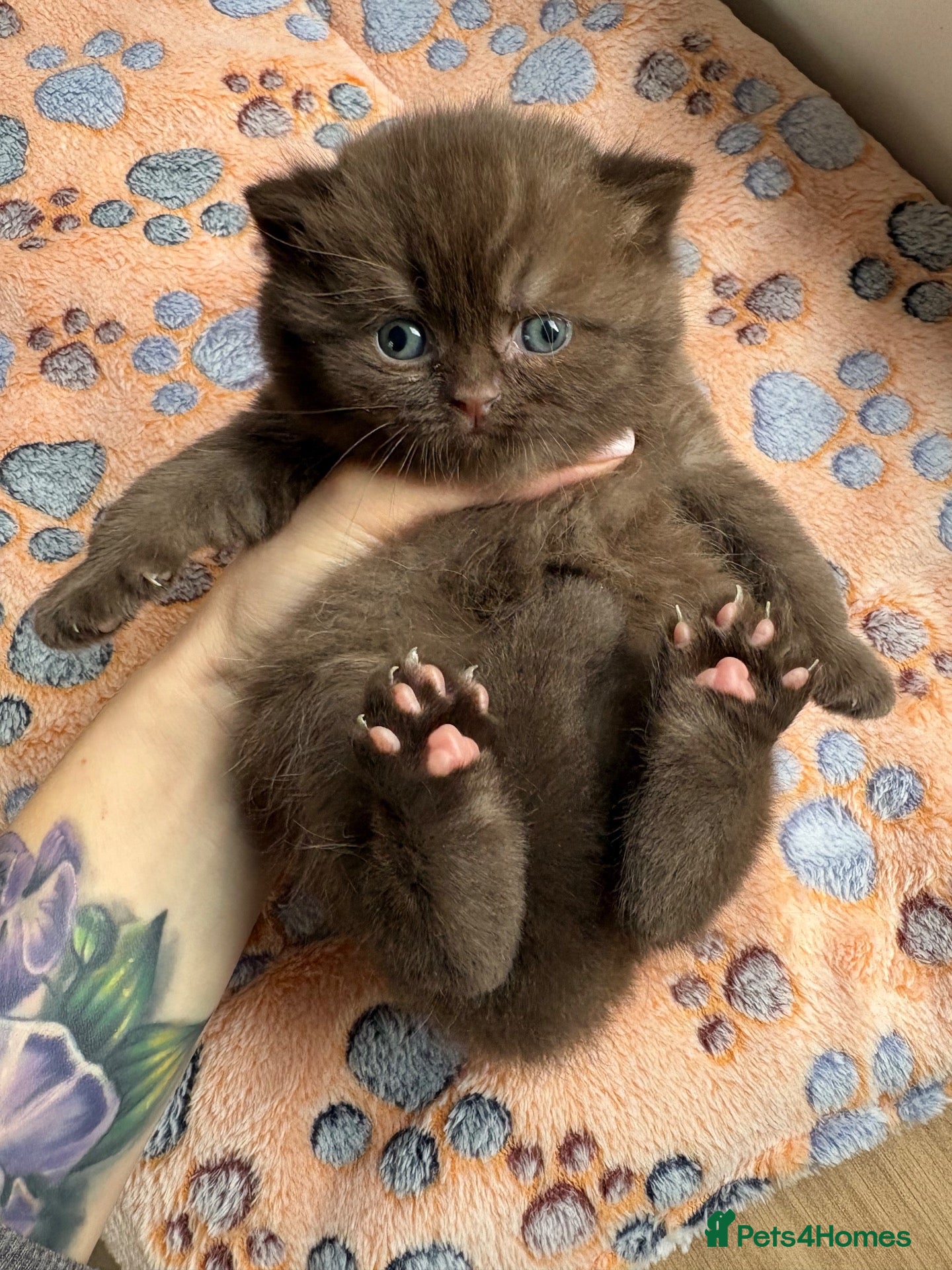British Shorthair cats Chocolate British Shorthair AVAILABLE TICA Reg - Advert 14