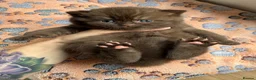 British Shorthair cats for sale: Chocolate British Shorthair AVAILABLE TICA Reg - Advert 7