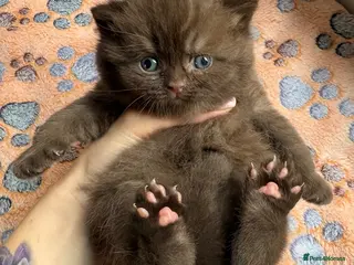 British Shorthair cats Chocolate British Shorthair AVAILABLE TICA Reg - Advert 14