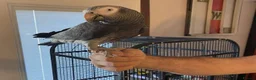 Parrots birds for sale: Intelligent African Grey Parrots–Raised with Care in Leeds - Advert 1