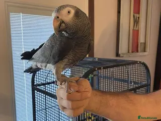 Parrots birds Intelligent African Grey Parrots–Raised with Care - Advert 5